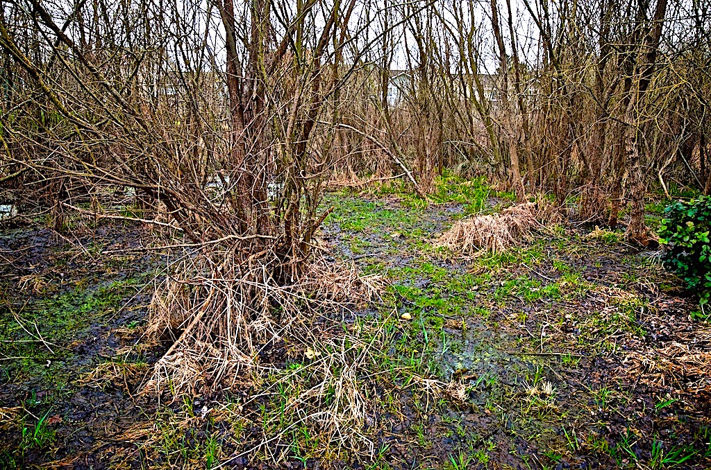 Learn more about this West Seattle Bog Westside Seattle